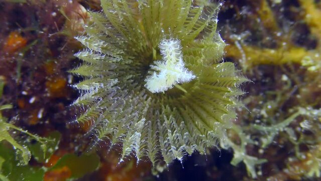 The sea current washes the crown of tentacles of the Peacock worm or Peacock feather duster worm (Sabella pavonina), bringing it food - small planktonic organisms.
