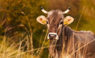 Cow grazing grass on a hill in the heart of the mountains in autumn landscape. Traditional village scene with farm animals. Close up image with a cow.
