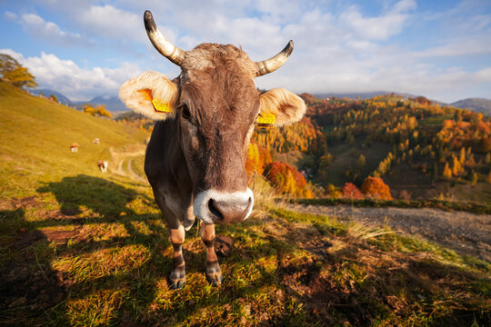 Farm animals in the mountain side. Wide angle photo with a cow standing in font of a wooden face with autumn mountains landscape in background.