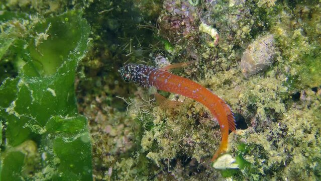 Bright red male Black Faced Blenny (Tripterygion melanurum) looks for food on a rock overgrown with green algae, close-up. Mediterranean, Greece.