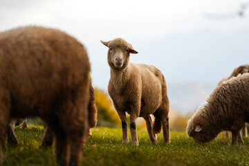 Obraz premium A lot of sheep standing and grazing in a meadow in the heart of the mountains. Scene captured on a traditional sheep farm. Farm animals.