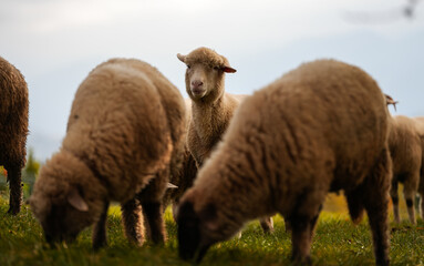 A lot of sheep standing and grazing in a meadow in the heart of the mountains. Scene captured on a traditional sheep farm. Farm animals.