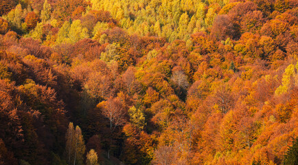 Autumn landscape. Amazing texture view of a forest in fall color. Beautiful sight with seasons changes over the year. Great scenery image for background.
