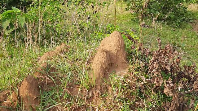 Snake Anthill in field. snake burrow or snake house made by red soil in Indian forest. Ant hill or snake house in the forest. Makes it a termite, but a snake lives in it.