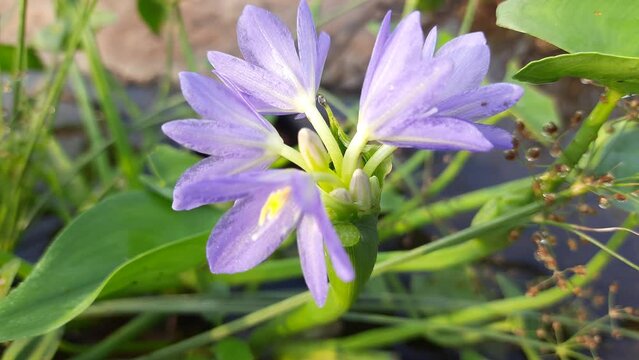 Monochoria vaginalis Flower. It is a species of flowering plant in the water hyacinth family. Its other names names  heartshape false pickerelweed and oval leafed pondweed. Blue water hyacinth flower.