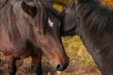 Two brown horses, a mare and a foal touching their heads. Beautiful scene with farm animals in...