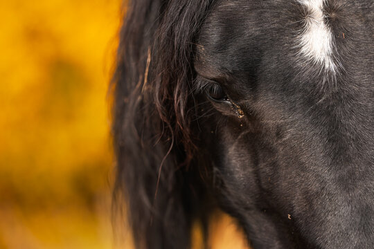 Detail photo with a brown farm horse. Close up view with the eye of a horse.