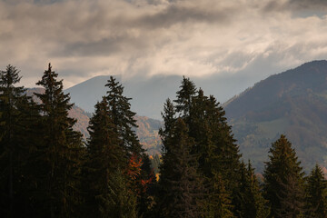 Autumn landscape. Amazing texture view of a forest in fall color. Beautiful sight with seasons changes over the year.