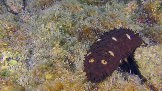 The brightly colored Variable Sea Cucumber (Holothuria sanctori) slowly turns its head on a rocky seaweed-covered bottom.