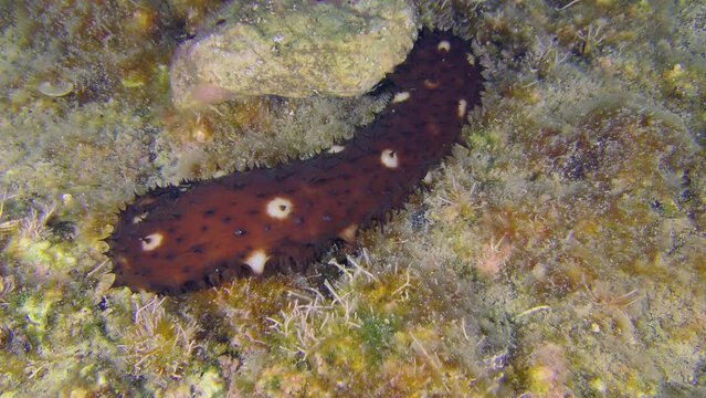 Marine life: A brightly colored Variable Sea Cucumber (Holothuria sanctori) crawls along a rocky bottom covered with algae and leaves the frame, speed x 2.