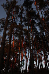 forest in the autumn