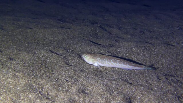 Greater weever (Trachinus draco) slowly swims over a sandy bottom, then sinks to the bottom and completely buried in the sand.