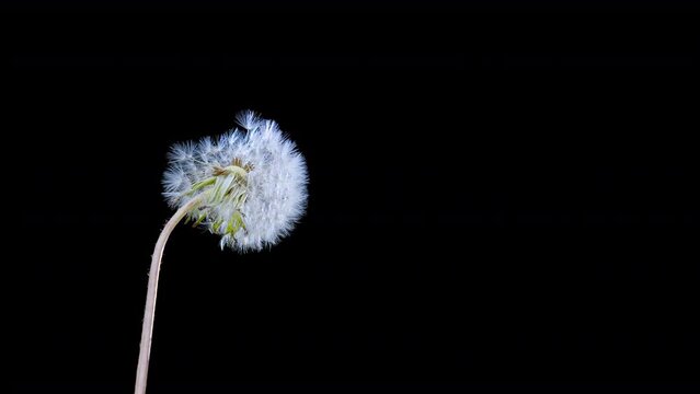 Common Dandelion, taraxacum officinale, seeds from 'clocks' being blown and dispersed by wind, Slow motion
Macro Shot of Dandelion being blown in slow motion on black background. 