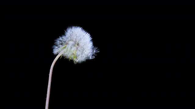 Common Dandelion, taraxacum officinale, seeds from 'clocks' being blown and dispersed by wind, Slow motion
Macro Shot of Dandelion being blown in slow motion on black background. 