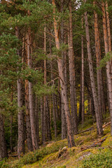 Andorra Engolasters. Montañas de los Pirineos. En la cima de los colores del follaje de otoño.