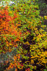 Andorra Engolasters. Montañas de los Pirineos. En la cima de los colores del follaje de otoño.