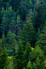 Obraz premium Andorra Engolasters. Montañas de los Pirineos. En la cima de los colores del follaje de otoño.