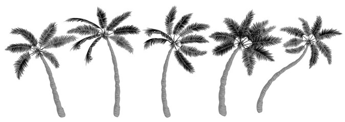 Fototapeta na wymiar Tropical palms set. Trees silhouette, realistic flat drawing, trunk, leaves, different shapes. Icon template for banner, poster, flyer design. Vector illustration isolated on white background.
