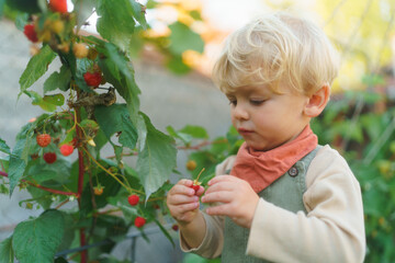 Happy little boy harvesting and eating raspberries.