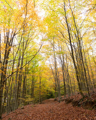 autumn forest in the morning