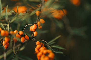 Close-up of orange sea buckthorn twig at autumn.