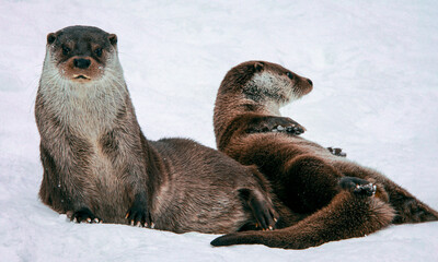 Pair of European river otters play in the fresh snow.