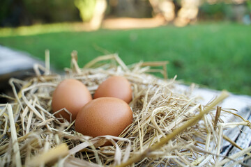 Fresh chicken eggs on dry straw and wooden table in rural village farm in Thailand.