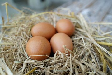 Fresh chicken eggs on dry straw and wooden table in rural village farm in Thailand.