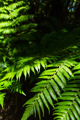 ニュージーランドのシダの1種であるシルバーファーン