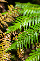 ニュージーランドのシダの1種であるシルバーファーン