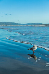 ビーチの波打ち際で立っているカモメ