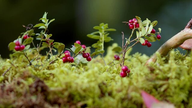 Red berry lingonberry grows in the forest. Cowberry harvest. Nature in autumn. Red cranberries with dew drops. Cowberry berries on cinematic bushes among the moss in the forest. 