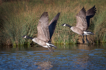 Canadian geese flying over local pond