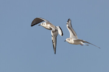 Pair of Bonaparte's Gulls in flight over a Lake Huron beach in autumn