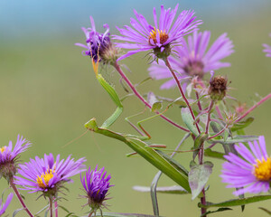 Praying Mantis on a New England Aster waiting to ambush its prey - Ontario, Canada