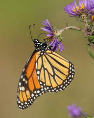 Monarch butterfly nectaring on a New England Aster in autumn - Ontario, Canada