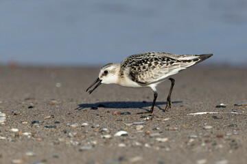 Sanderling foraging on a Lake Huron beach in autumn