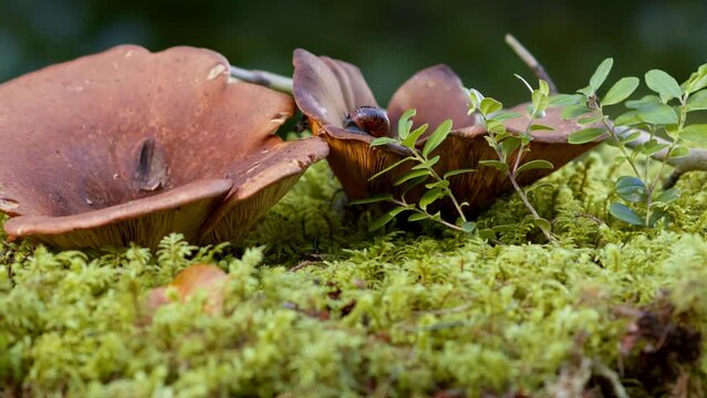 Edible mushroom in the forest. 
Autumn forest, berries and mushrooms grow on moss. Hike in the forest for mushrooms.
