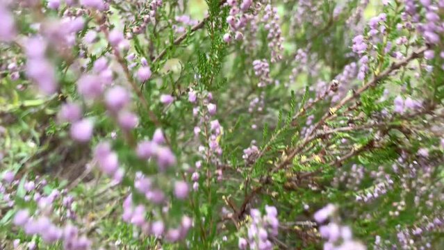 Purple blooming heather Aerial in Dutch Landscape defocused, blur.