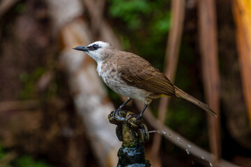 Yellow-vented bulbul perching on the tree branch.