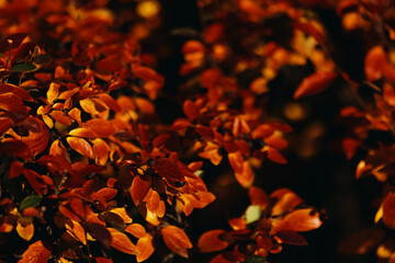 red autumn leaves on a bush, natural texture