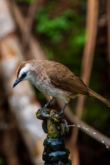 Yellow-vented bulbul perching on the tree branch.