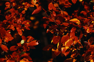 red autumn leaves on a bush, natural texture