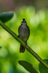 Yellow-vented bulbul islated on green background.