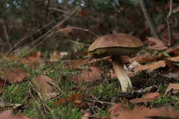 Brown Porcini Mushroom in a forest during fall.