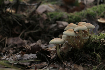 Ordinary Sulfur Head Fungi in a forest during fall.