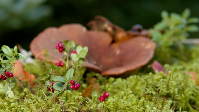 Cowberry berries on cinematic bushes among the moss in the forest. Autumn forest. Edible mushrooms in the organic forest of the middle European belt.