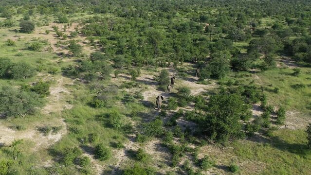 Aerial View. Elephants Walking. Trees. Dust. Kruger Park. South Africa. 4K | HD