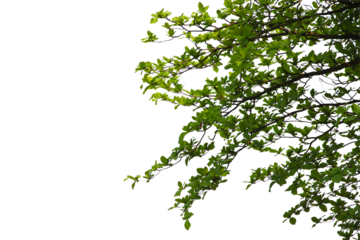 green leaf or tree branch isolated on white background.Selection focus.