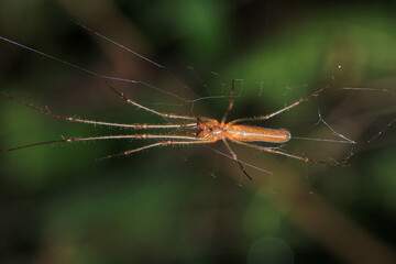 natural tetragnatha extensa spider macro photo